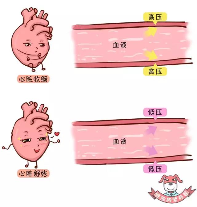 而判断你的血压是否正常,就需要看 高压和低压这两个值.
